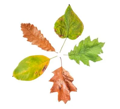 Several autumn leaf with half of it very dry isolated on white Stock Photos