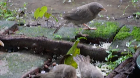 Several babblers are in outdoor Stock-Footage 312787530