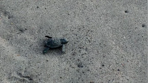Several baby turtles making their way from the sand to the ocean Video stock 294313039