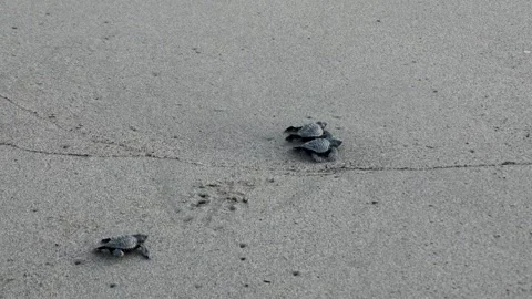 Several baby turtles making their way from the sand to the ocean Stock Footage 294313159