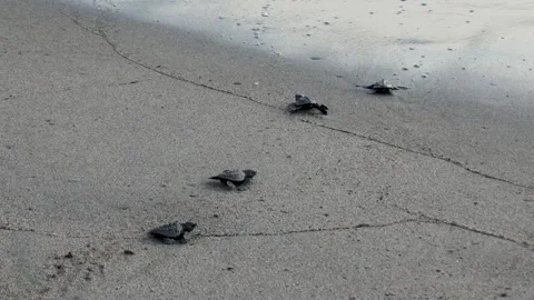 Several baby turtles making their way from the sand to the ocean Stock Footage 294603637