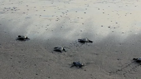 Several baby turtles making their way from the sand to the ocean Stock Footage 294603747