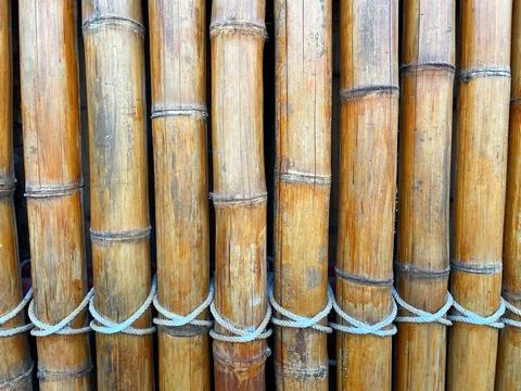 Several bamboo trees Stock Photos