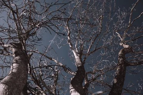 Several bare trees with intricate branches reaching upwards against a clear s Foto stock