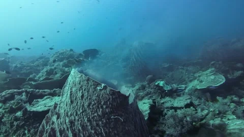 Several barrel corals release spawning clouds at once Video stock 327540562