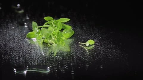 Several basil inflorescences lie on a wet mirror table and rotate Stock Footage 241511407