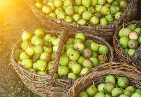 Several baskets with pears standing on grass, the sun Photos