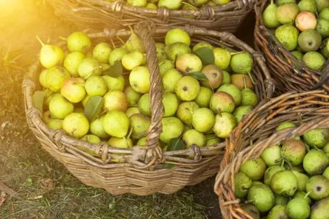 Several baskets with pears standing on grass, the sun Photos