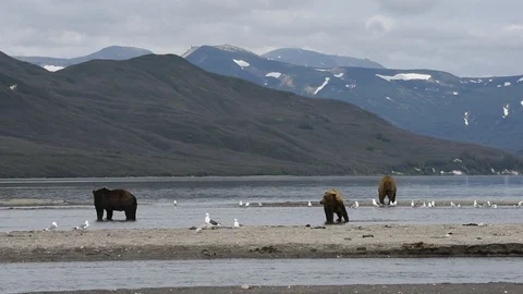 Several Bears Catching Salmon At The Shore of The Lake.  Stock Footage 128656830
