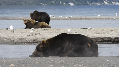 Several Bears Having A Rest At The Shore of The Lake.  Stock Footage 128659049