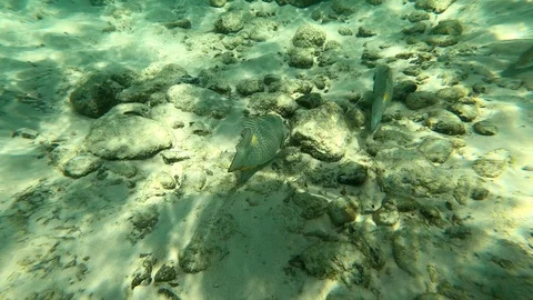 Several beautiful fish swim at the bottom looking for food in the sun rays Stock Footage 126788609