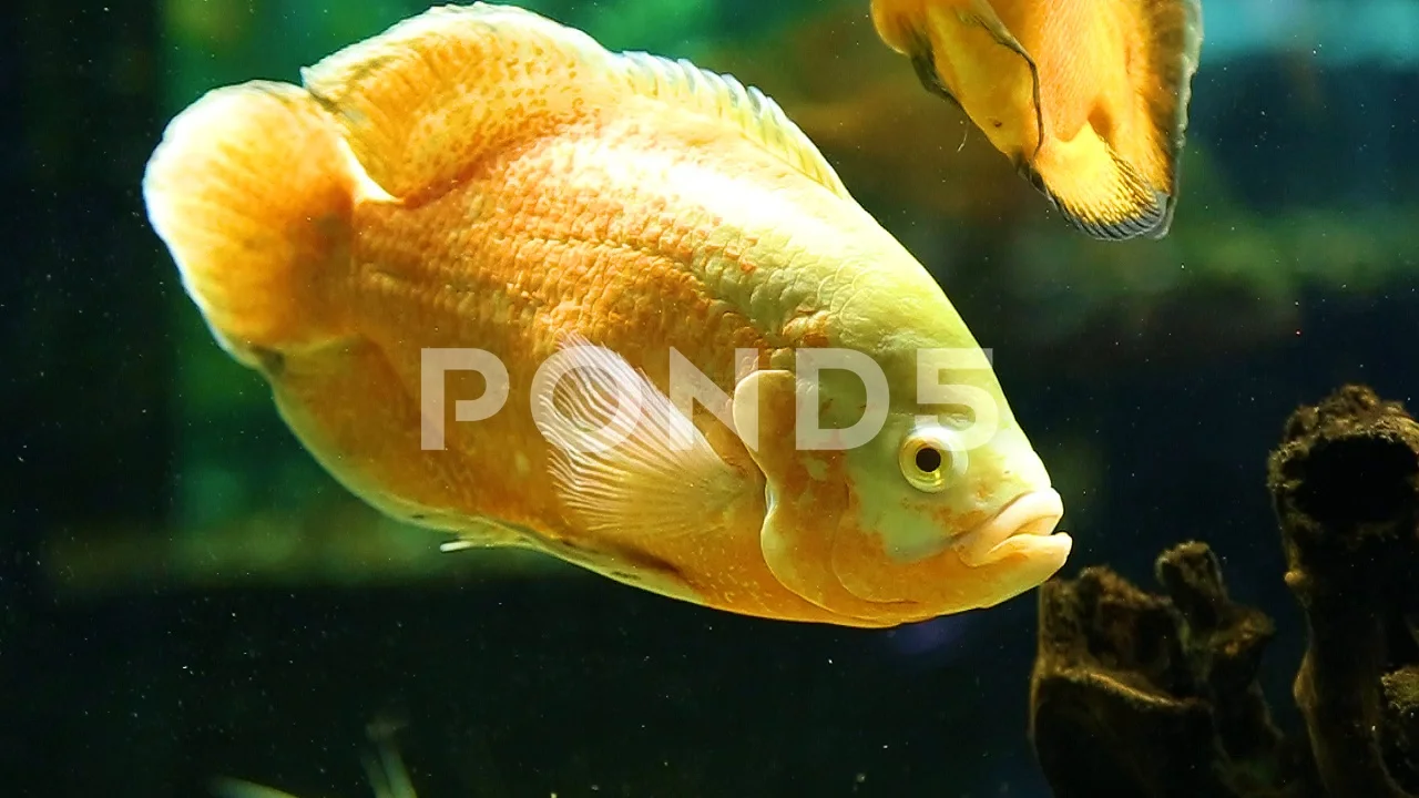 neon yellow fish