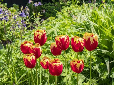 Several beautiful red yellow patterned tulips in the garden Stock Photos