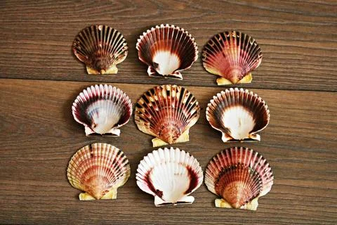 Several beautiful scallop shells patterned on a brown table Stock-Fotos