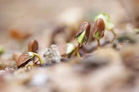 Several beech seedlings in an earthy environment, breaking through the leaf Stock Photos