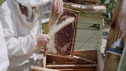 Several beekeepers dressed in appropriate protective clothing carefully drive Stock Footage 247084033