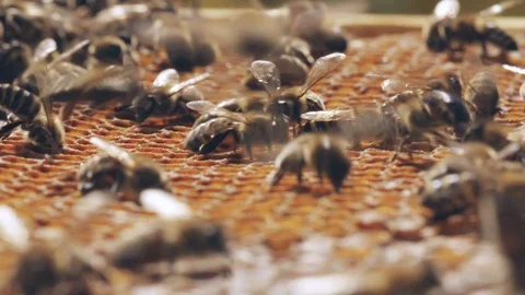 Several bees are fighting over yellow wax cells while others are working Stock Footage 99251768