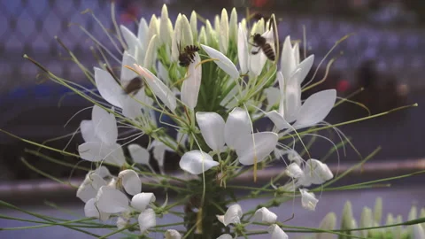 Several bees are sucking pollen from white Cleome flowers. Stock Footage 288937126