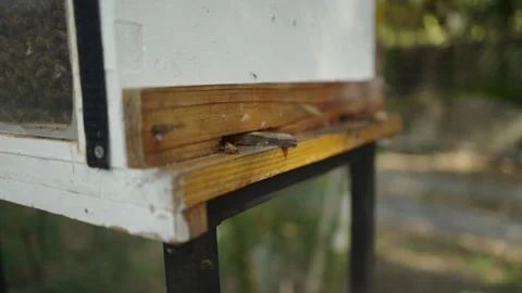 Several bees fly away and some get inside the box with the rest Video stock 246598606