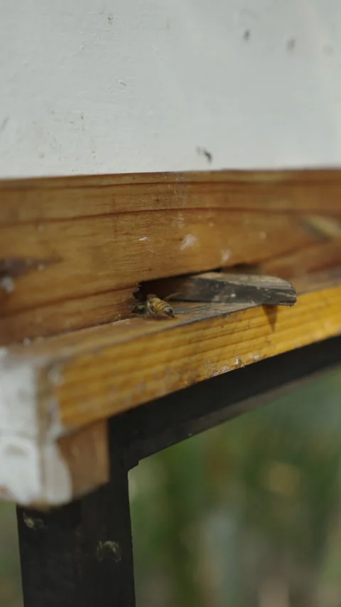 Several bees fly away and some get inside the box with the rest Video stock 265497957