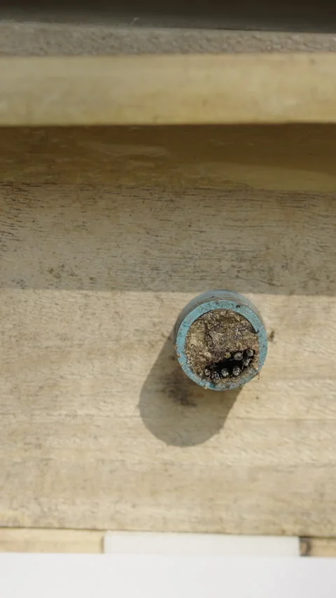 Several bees peek out from the edge of a hole in a box Stock Footage 265496827