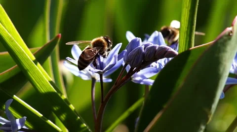 Several Bees Pollinate Spring Young Flowers Stock Footage 48459945