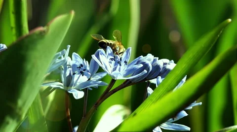 Several Bees Pollinate Spring Young Flowers Stock Footage 48460210