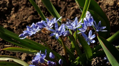 Several Bees Pollinate Spring Young Flowers Stock Footage 48460879