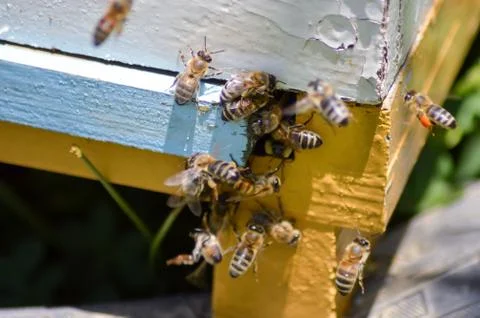 Several bees returning Stock Photos