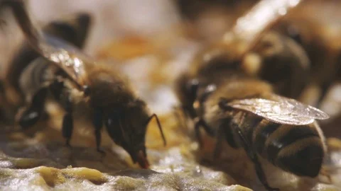 Several bees with see-through wings putting honey in wax cells. One is hatching Stock Footage 99251470