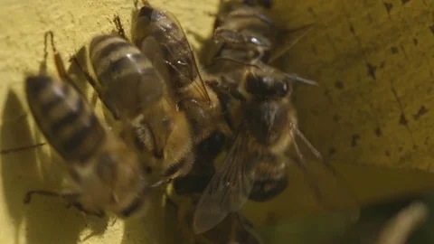 Several bees with see-through wings seeking entrance of the yellow beehive Stock Footage 99252868