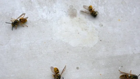 Several bees in a soap lather on a window-sill. Stock Footage 118203650