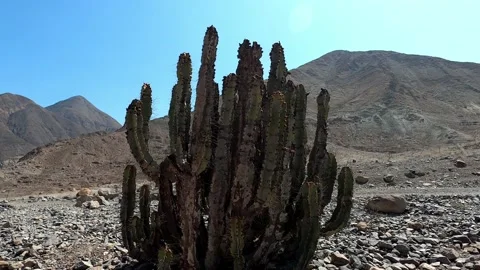Several big cacti with long and dangerous spikes in the mountains in the highlan Stock Footage 199551880