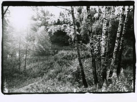 Several birches in a summer forest in the backlight. Foto stock