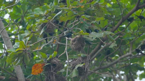 Several bird nests are built in a tree with green leaves and branches. Video stock 328027885