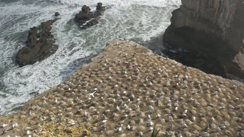 Several bird nests on a cliff above the ocean, in New Zealand Stock Footage 219944710