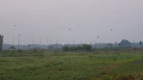 Several birds are flying over the grassy field Stock Footage 304064661