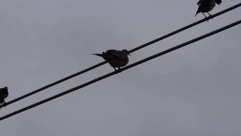 Several birds are perching on the wire against the cloudy sky background Stock Footage 314508139