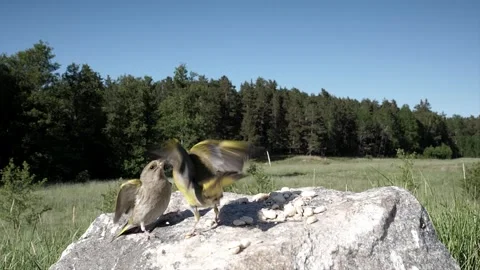 Several birds fighting over some food. Stock-Footage 256150984