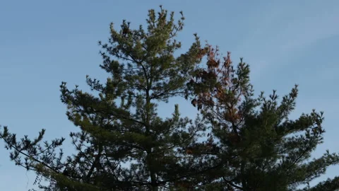 Several birds land on a pine tree. A blue sky. The birds fly between branches. Stock Footage 146819614
