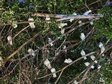 Several birds perched upon tree branches, multiple birds resting peacefully.. 库存照片