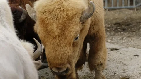 Several bison with different fur colors including red brown white and dark brown Stock Footage 325791321