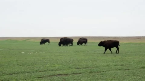 Several Bison Moving Across the Meadow Stock Footage 64066085