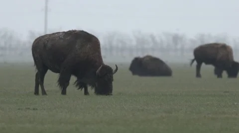 Several Bisons Grazing on the Field in a Light Mist Stock Footage 64054450
