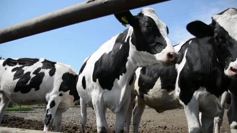 Several black-and-white cows standing near hay feeders on a farm Video stock 278407559