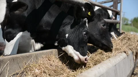 Several black-and-white cows standing near hay feeders on a farm 库存影片 278407563