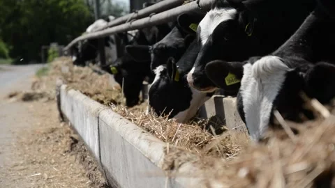 Several black-and-white cows standing near hay feeders on a farm Vídeo Stock 278407564