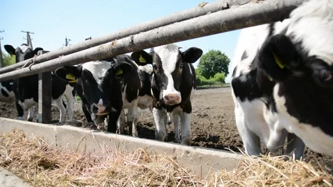 Several black-and-white cows standing near hay feeders on a farm Vídeo Stock 278407566