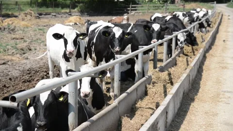 Several black-and-white cows standing near hay feeders on a farm 動画素材 343250421