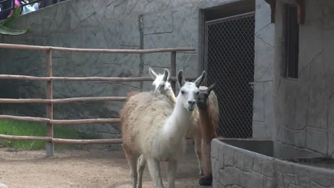 Several black and white llamas eating grass and walking in the Huachipa zoo at 스톡 동영상 158260281